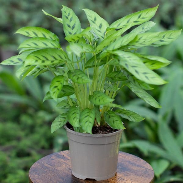 Calathea Leopardina 15cm