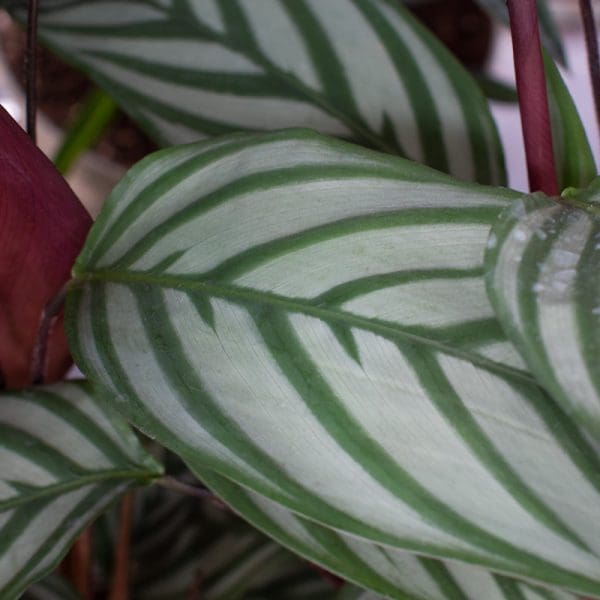 Calathea Oppenheimiana (15cm Pot) - Image 2