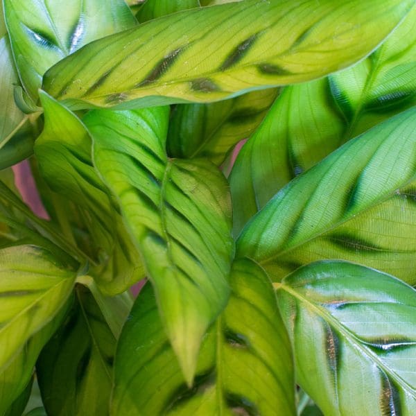 Calathea Leopardina 15cm - Image 2