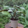Calathea Setosa (15cm Pot)