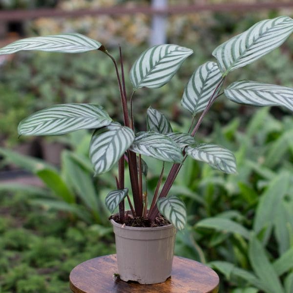 Calathea Oppenheimiana (15cm Pot)