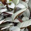 Calathea Setosa (15cm Pot) - Image 2
