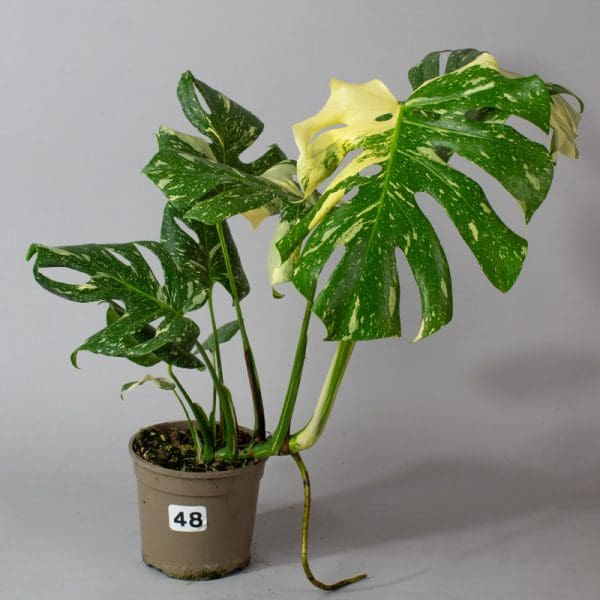 Monstera Thai Constellation 48