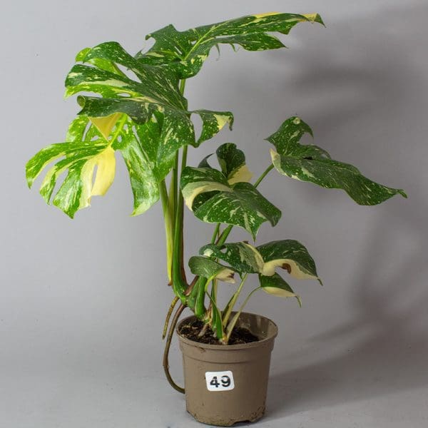 Monstera Thai Constellation 49