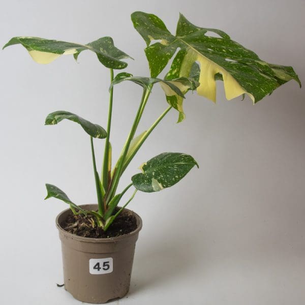 Monstera Thai Constellation 45