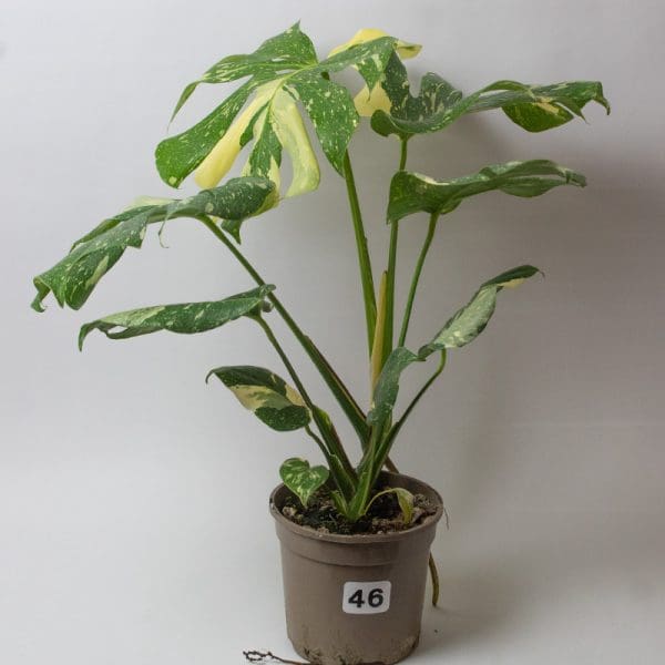 Monstera Thai Constellation 46