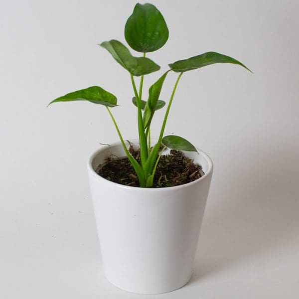 Alocasia Cucuclata