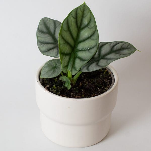 Alocasia Silver Dragon