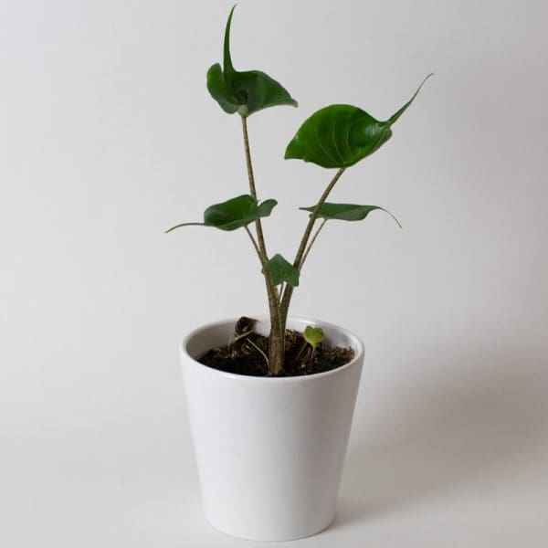 Alocasia Sting Ray 13cm