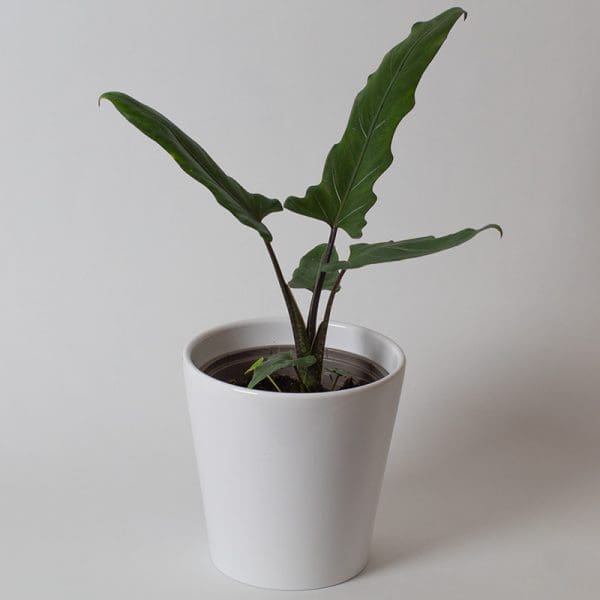 Alocasia lauterbachia