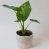 Alocasia macrorrhiza