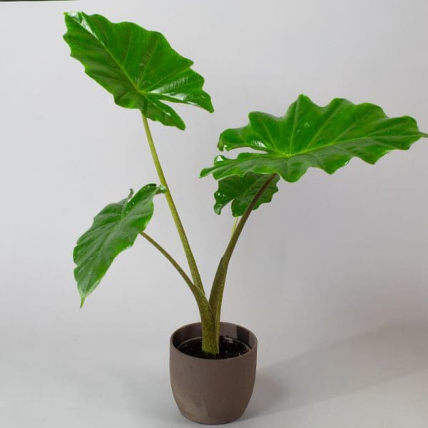 Alocasia portodora 13cm