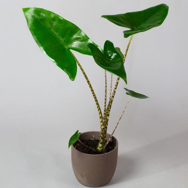 Alocasia zebrina 13cm