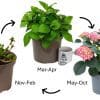 Hydrangea Pink | 4L pot - Image 2