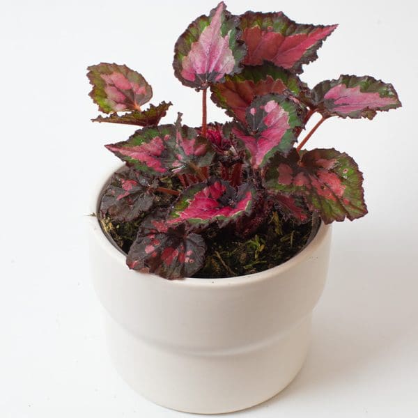 Begonia Inca night 13cm
