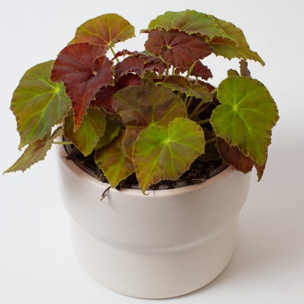 Begonia amber love