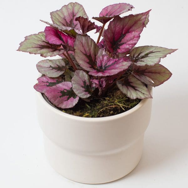 Begonia indian summer