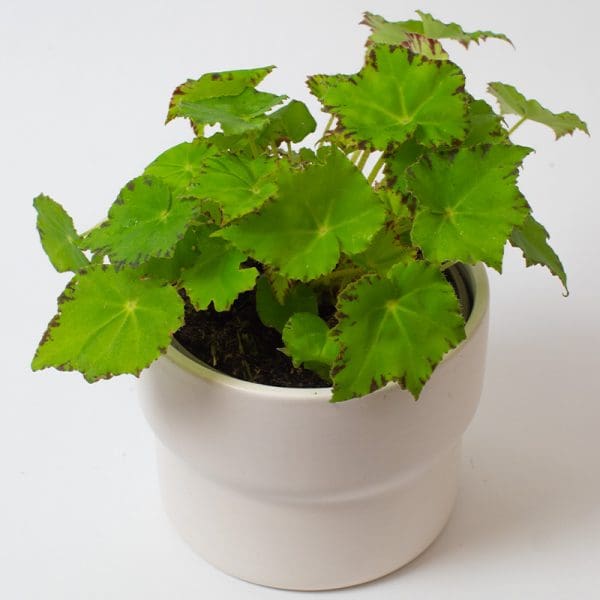 Begonia lima love