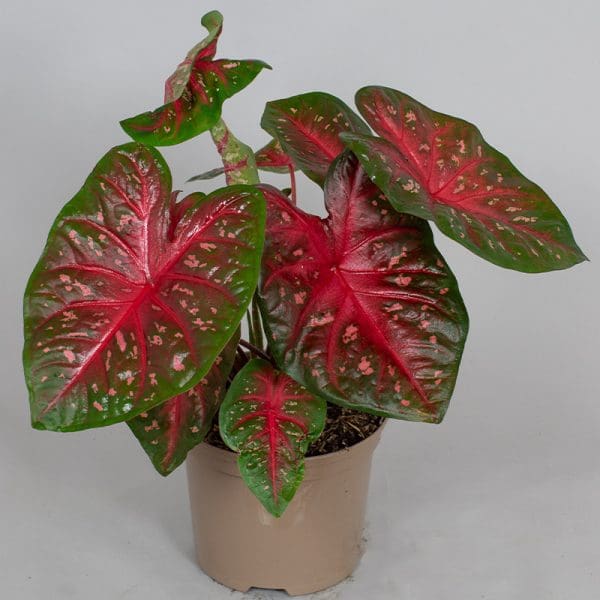 Caladium fast flash