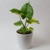 Alocasia Gageana Aurea (13cm Pot)