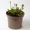 Hydrangea Pink | 4L pot - Image 7