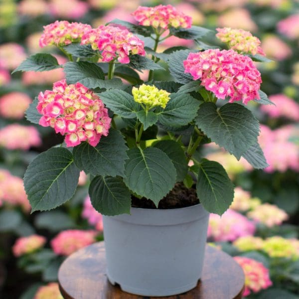 Hydrangea Pink 4 litre