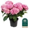 Hydrangea Pink | 4L pot - Image 6