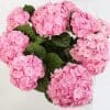 Hydrangea Pink | 4L pot - Image 4