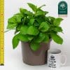 Hydrangea Pink | 4L pot - Image 3