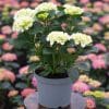 Hydrangea white 4 litre