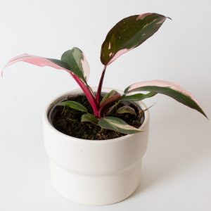Philodendron Pink Princess 13cm