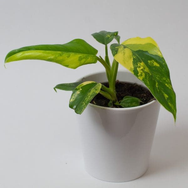 Philodendron domesticum 13cm