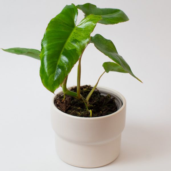 Philodendron paraiso verde 13cm
