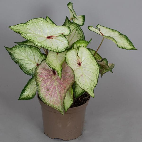 Caladium