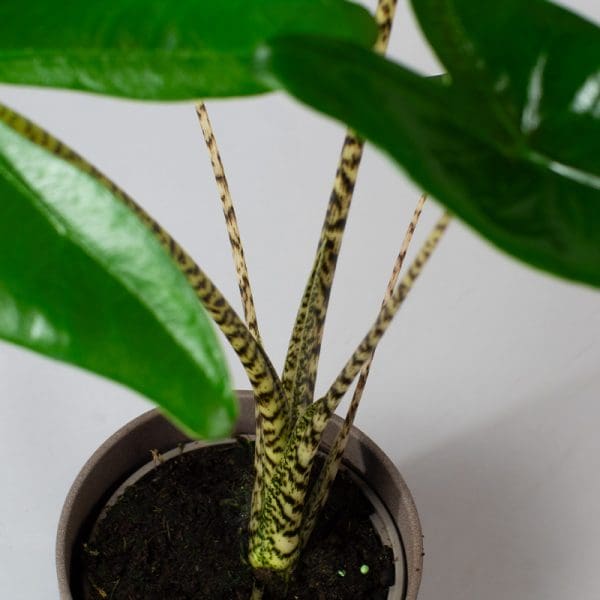 Alocasia zebrina 13cm - Image 3