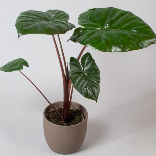 Alocasia yucanta princess 13cm