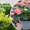Hydrangea Pink | 4L pot - Image 8