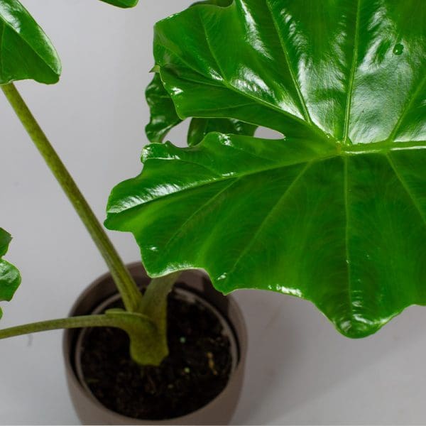 Alocasia portodora 13cm - Image 3