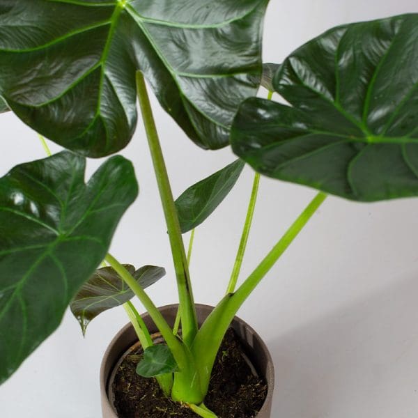 Alocasia Regal shield 13cm - Image 3