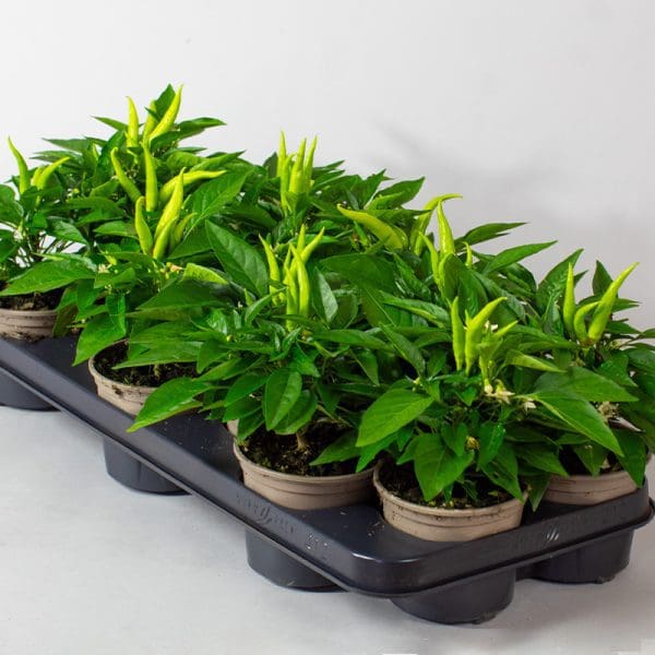 Chilli Mixed | 3 x 10.5cm pots - Image 5