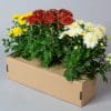 Chrysanthemum Mixed | 3 x 10.5cm pots | Garden Mums