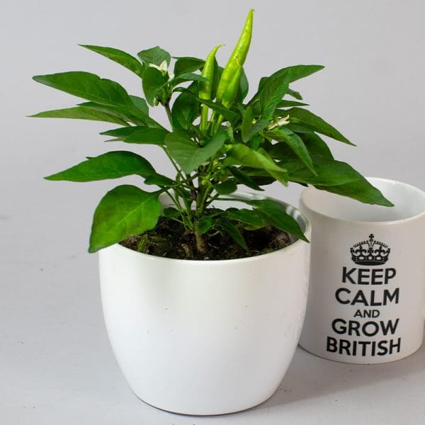 Chilli Mixed | 3 x 10.5cm pots - Image 2
