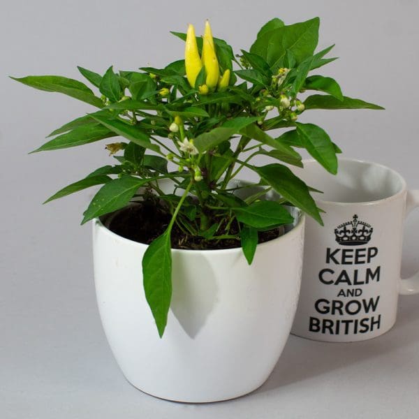 Chilli Mixed | 3 x 10.5cm pots - Image 3