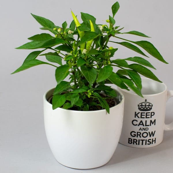 Chilli Mixed | 3 x 10.5cm pots - Image 4