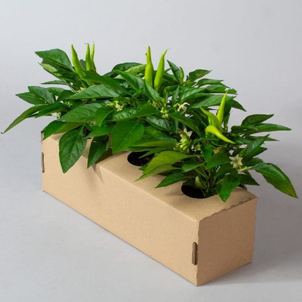Chilli Mixed | 3 x 10.5cm pots