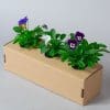 Viola Mixed | 3 x 10.5cm pots