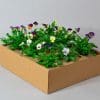 Viola Mixed | 9 x 10.5cm pots