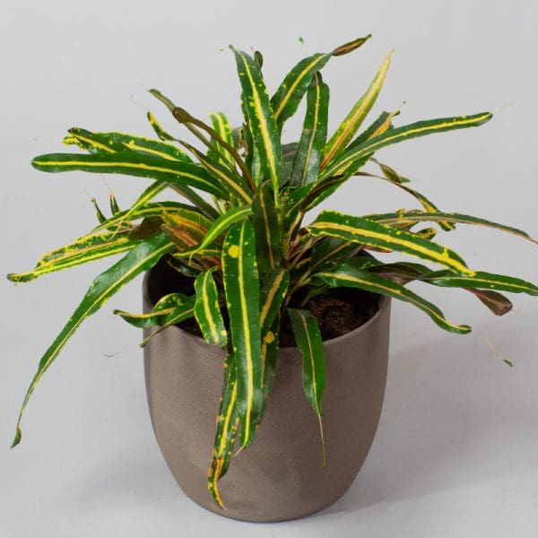 Croton Marianna | Codiaeum variegatum | Houseplant | 13cm Pot