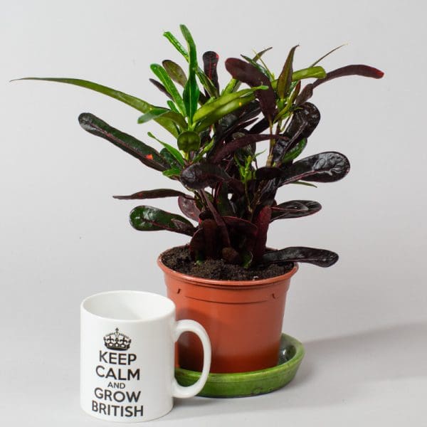 Croton Red Banana | Codiaeum variegatum | Houseplant | 13cm Pot