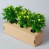 Solanum | 9 x 10.5cm pots - Image 2